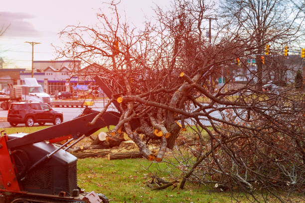 Best Commercial Tree Services  in Good Hope, CA